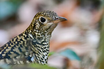 冬に来る渡り鳥、黄色と黒の鱗模様が目立つ美しい小鳥トラツグミ