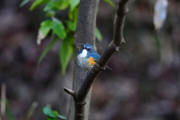 冬の公園で見られる美しくかわいい渡り鳥ルリビタキ