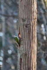 身近な公園で見られる緑色と赤の美しいキツツキ、アオゲラ