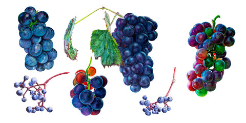 Watercolor set of grapes berry isolated on white background