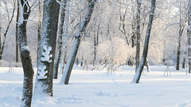 Winter landscape - a snow-covered park with beautiful trees, covered with hoarfrost. A Christmas picture - a winter forest, a sunny day in a fairy-tale park.