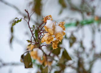 Winter rose bush in the snow