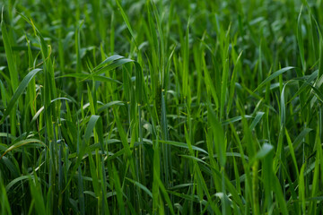 In summer, the green wheat in the fields is growing vigorously. Selective focusing of young green wheat or barley field in agriculture scene.