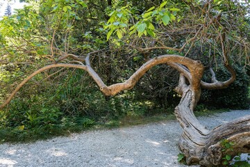 Tree trunk of unusual curved shape with young green leaves on crown against a blurred background of greenery of park. Trunk of tree is horizontal to surface. Adler arboretum 