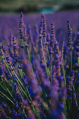 lavender field close up - obrazy, fototapety, plakaty