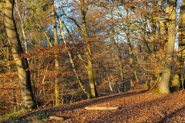 Obraz premium Beech trees in late autumn sun