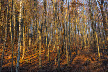 Beech trees in late autumn sun