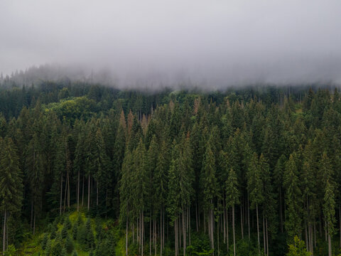 view of mountain pine tree forest mist clouds in top © phpetrunina14