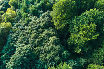 Top down flat aerial view of dark lush forest with green trees canopies in summer