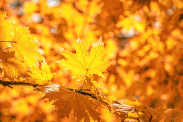 Indian summer leaves on the sun and blurred trees . Fall mood background. Autumn background with maple leaves. Autumn leaves on the sun. Fall  background