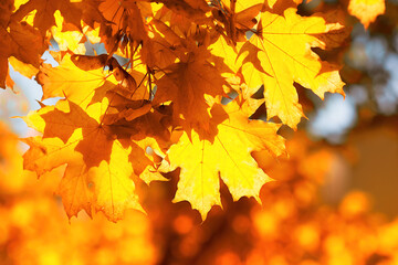 Naklejka na ściany i meble Autumn leaves on the sun and blurred trees . Fall mood background. Autumn background with maple leaves. Indian summer leaves on the sun. Fall blurred background