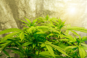 canabis plants showing bright green leaves