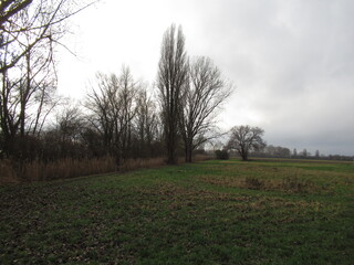 B&auml;ume an einer Wiese