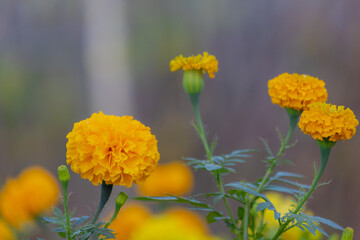 Selective focus of yellow flower in the garden, Tagetes erecta the Mexican marigold or Aztec marigold is a species of the genus Tagetes, Nature floral background.