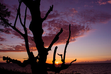 Baum beim Sonnenuntergang am Meer