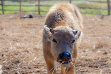 Selective focus of baby albino buffalo chewing straw in open farm, Countryside landscape with young asian buffalo in farmland, Is a large bovid originating in the Indian subcontinent, Southeast Asia.