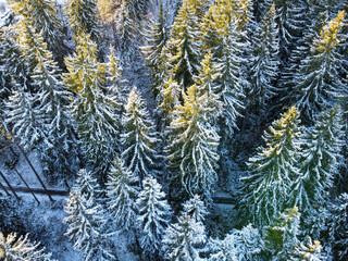 Aerial view of fir trees in winter