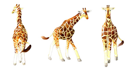 キリン3点セット（後ろ姿・横・正面）　手描き水彩イラスト素材集 © 一色いっさ