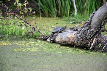 A river turtle climbed a tree thrown into the river.