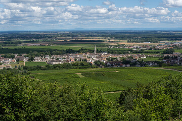 Fototapeta na wymiar Vinyards Meursault Burgundy