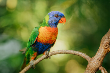 Rainbow Lorikeet in Australian Rainforest. The rainbow lorikeet (Trichoglossus moluccanus) is a...