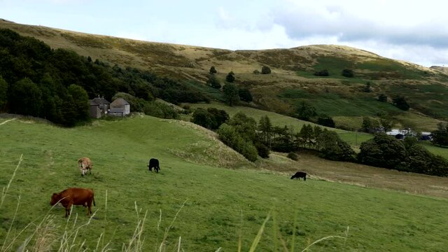 Farm cows grazing grass in a beautiful countryside scenery, on the slope of Mam Tor, popular hiking hill near Castleton, Derbyshire, United Kingdom.