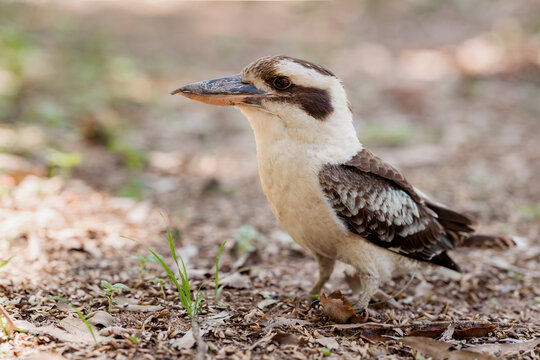The laughing kookaburra is one of Australia's most recognisable bird species. It is a large robust kingfisher with a whitish head and a brown eye-stripe.