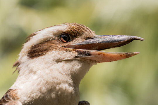 The laughing kookaburra is one of Australia's most recognisable bird species. It is a large robust kingfisher with a whitish head and a brown eye-stripe.
