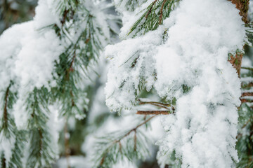 A branch of evergreen pine tree covered with snowflakes and ice.