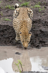 Leopard (Panthera pardus) female drinking in Sabi Sands Game Reserve in the Greater Kruger Region in South Africa