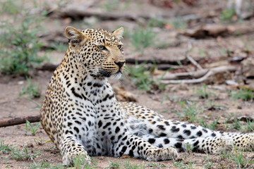 Leopard (Panthera pardus) looking for prey in Sabi Sands Game Reserve in the Greater Kruger Region in South Africa