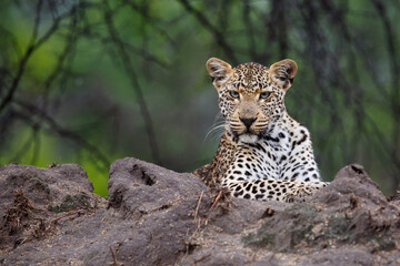 Leopard (Panthera pardus) looking for prey in Sabi Sands Game Reserve in the Greater Kruger Region in South Africa