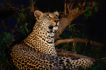 Leopard (Panthera pardus) looking up  in the spotlight in Sabi Sands Game Reserve in the Greater Kruger Region in South Africa