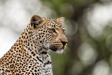 Leopard (Panthera pardus) looking for prey in Sabi Sands Game Reserve in the Greater Kruger Region in South Africa