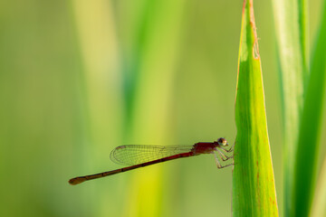 needle dragonfly,
Needle dragonflies are often found around ponds or rivers