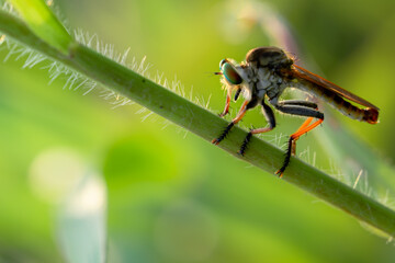 beautiful robberfly.
beautiful robberfly rainbow type