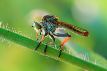 beautiful robberfly.
beautiful robberfly rainbow type