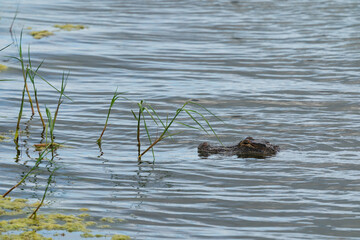 Alligator in the water