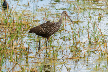 The limpkin (Aramus guarauna)