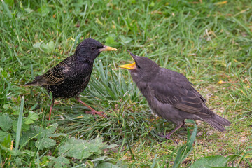 Star bei der Fütterung