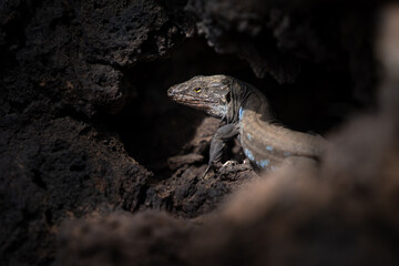 A bluish-speckled lizard from the Canary Islands basks in the sun in the nook of a rock with a yellow eye.