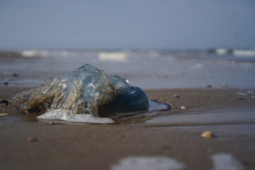 Qualle an Land gespült
