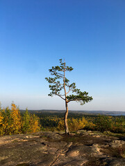 tree on the hill