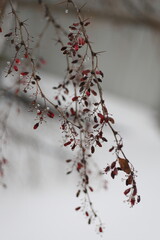 A branch of barberry with dry red berries and water drops in the winter garden. Vertical. Winter background with red berries. A branch of barberry with red berries on a background of white snow. 