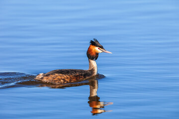 Great crested grebe swimming in the water