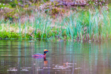 Horned grebe swimming in a lake