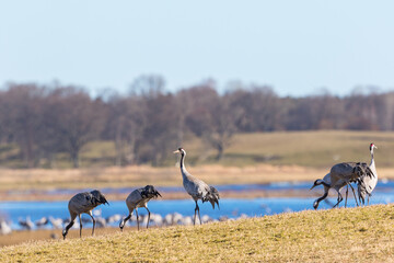 Cranes in the spring landscape at the lake