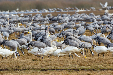 Fototapeta premium Many migrating cranes and Whooper swans in a field in spring