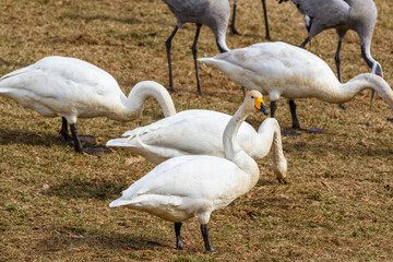 Whooper swans at a grass meadow at spring