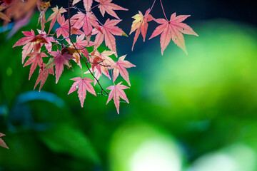 Autumn leaves  autumn foliage fall leaves  red leaves